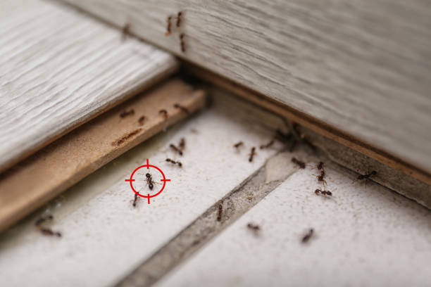 Best Wasp Removal Services  in Willard, OH