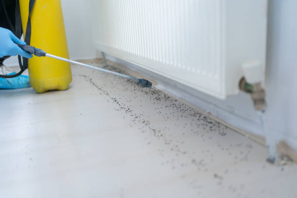 Best Wasp Removal Services  in Willard, OH